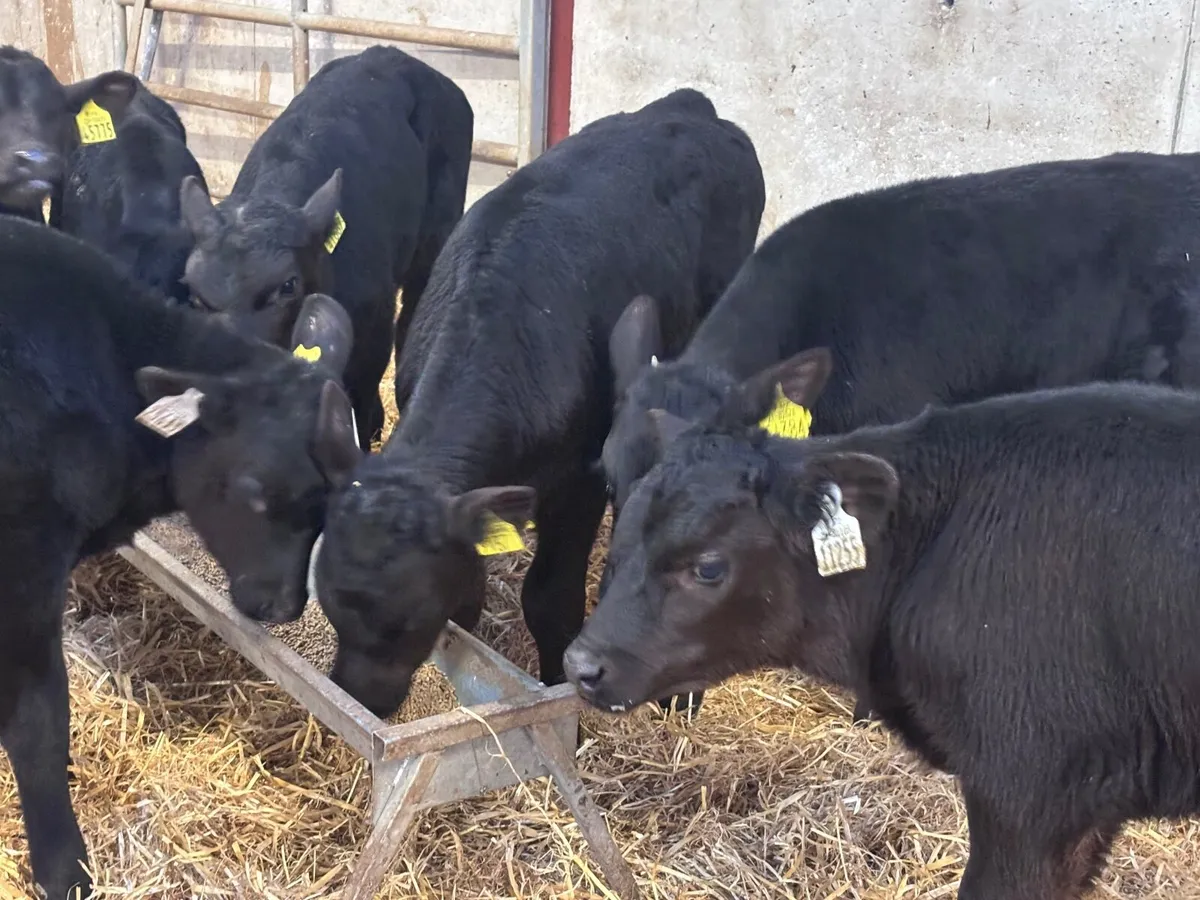 9 super Angus  bull calves for sale - Image 2