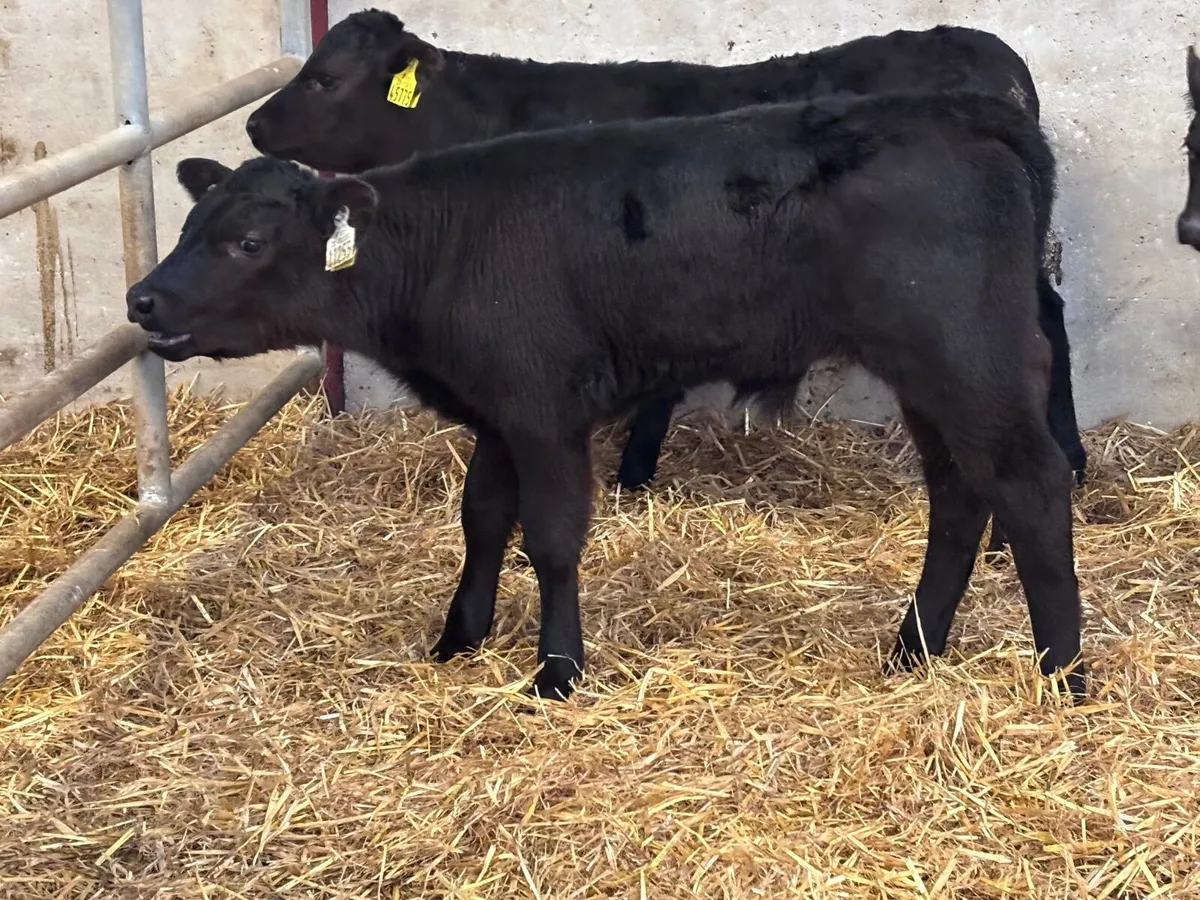 9 super Angus  bull calves for sale - Image 4
