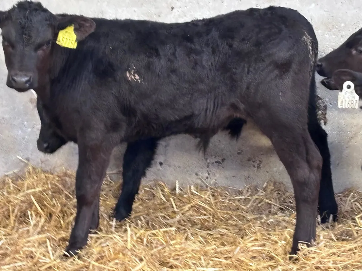 9 super Angus  bull calves for sale - Image 3