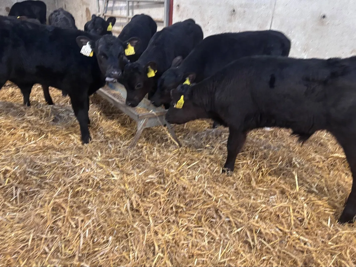9 super Angus  bull calves for sale - Image 1