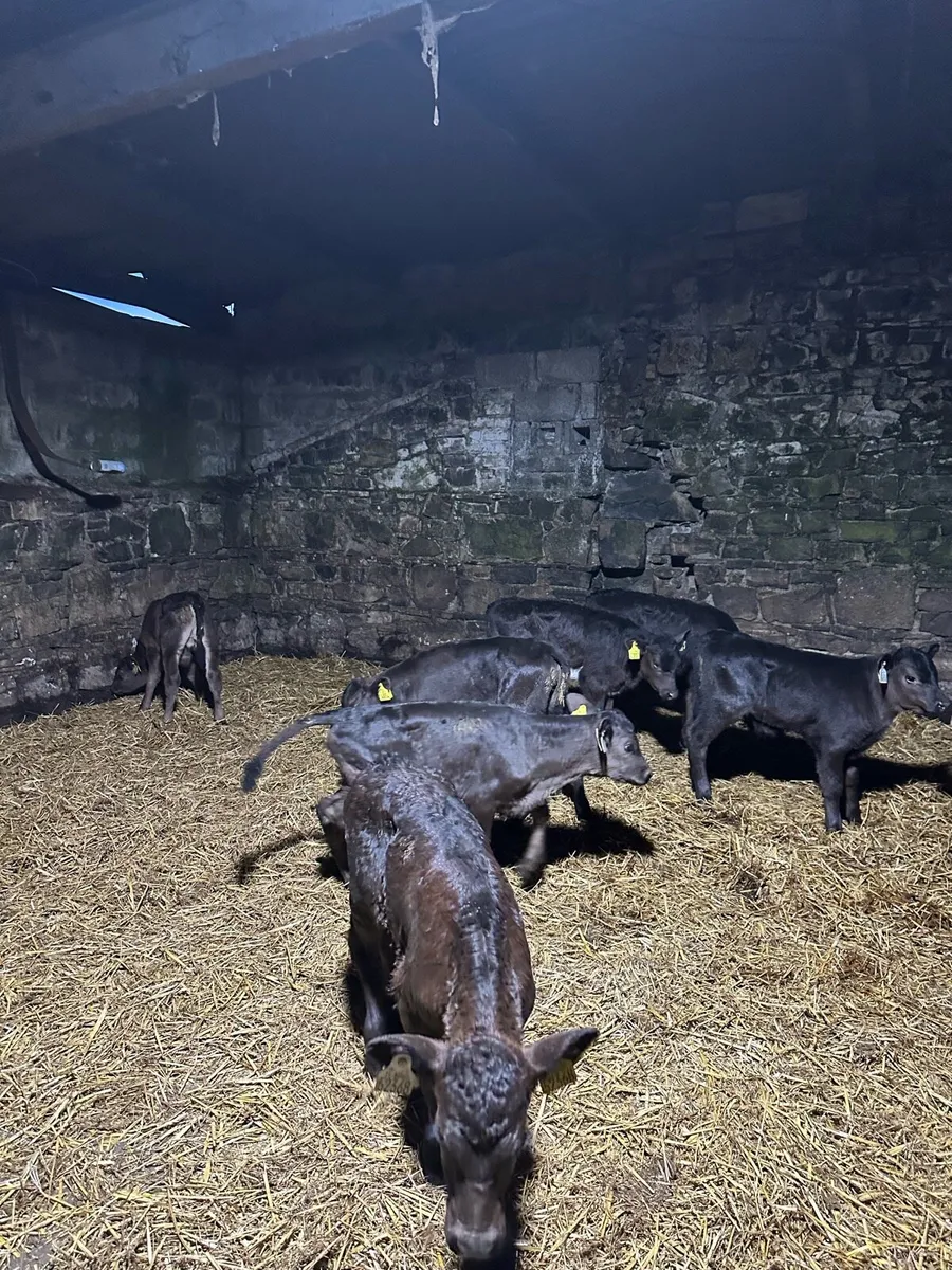 🌟7 super Angus calves 🌟 - Image 2