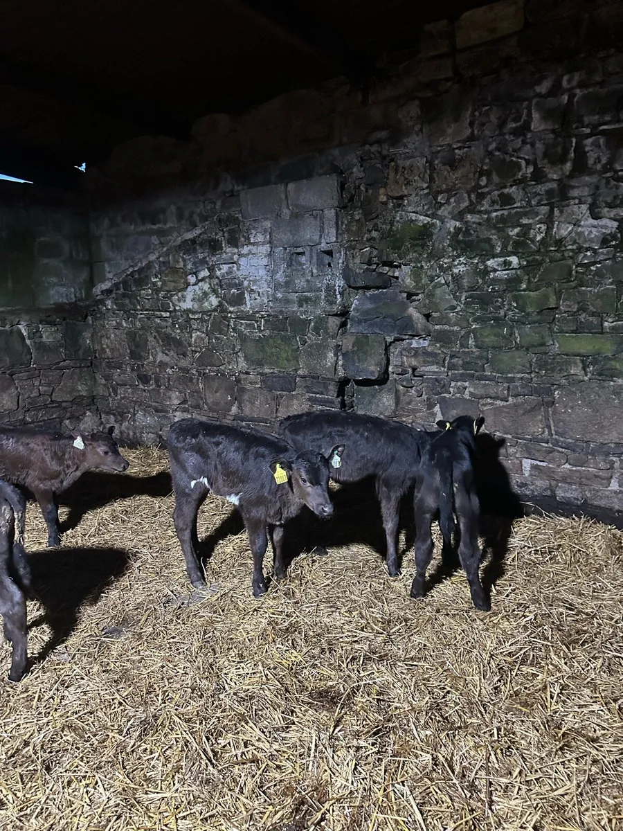 🌟7 super Angus calves 🌟 - Image 3
