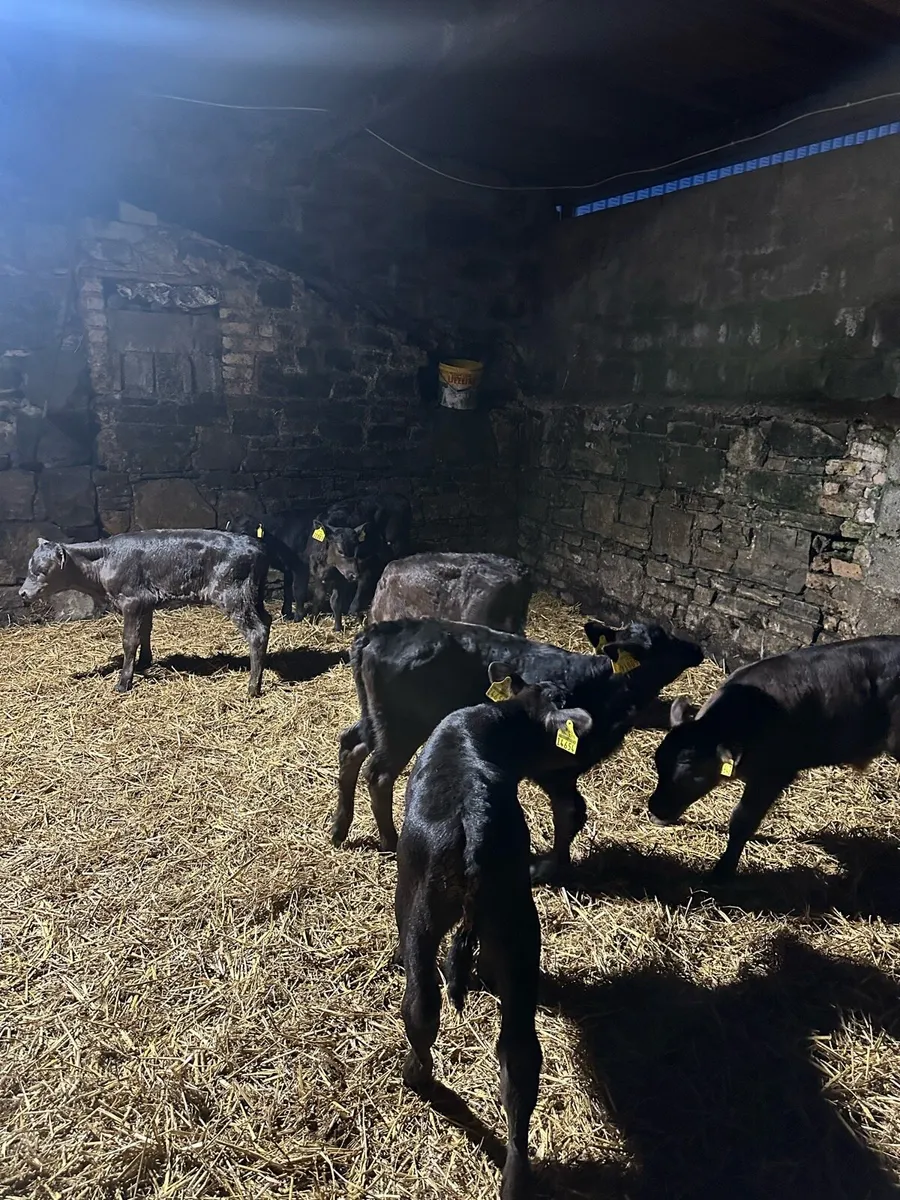 🌟7 super Angus calves 🌟 - Image 1