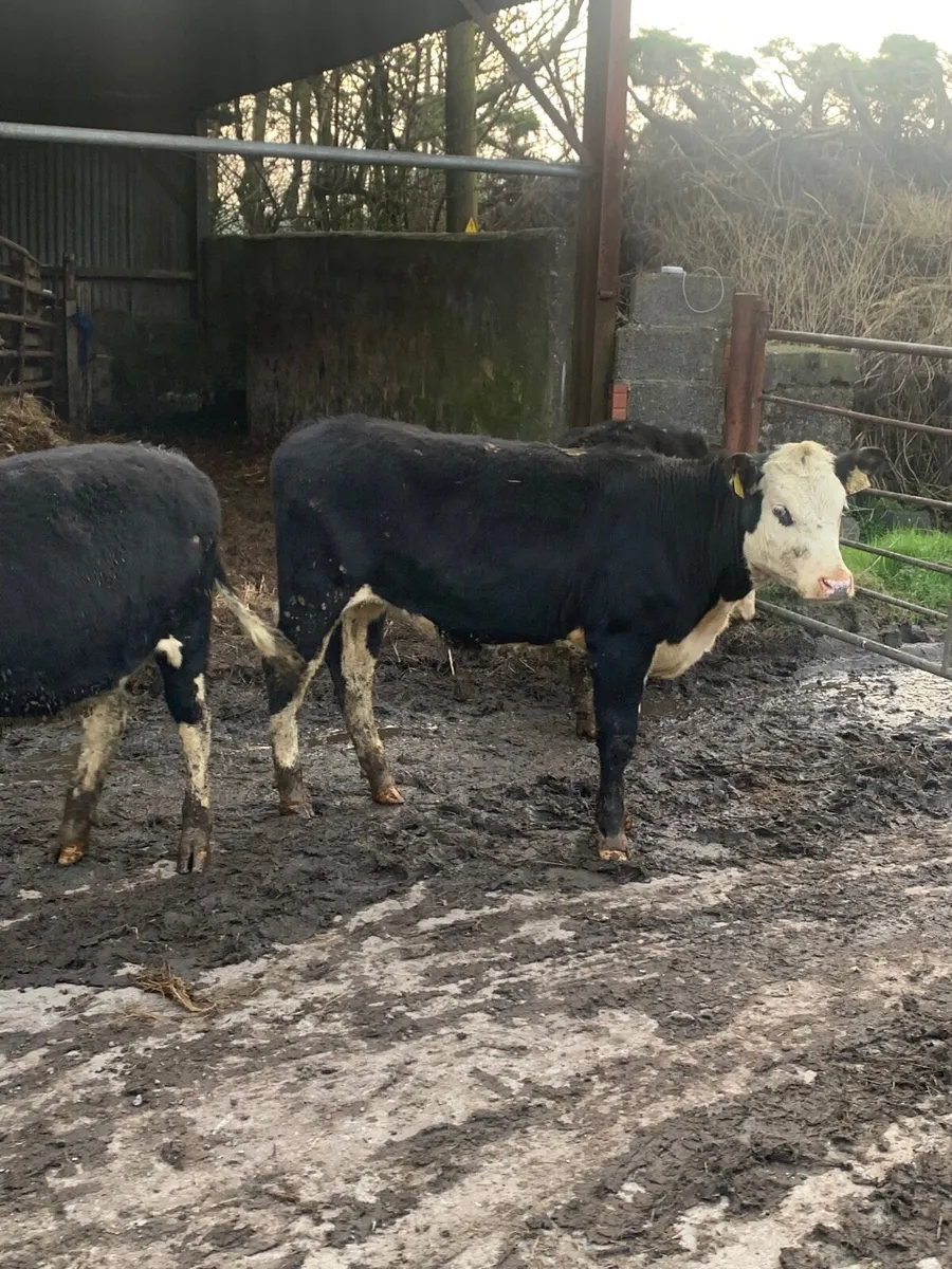 5 Whitehead Heifers for sale - Image 2