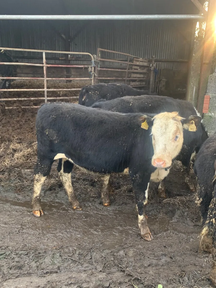 5 Whitehead Heifers for sale - Image 1