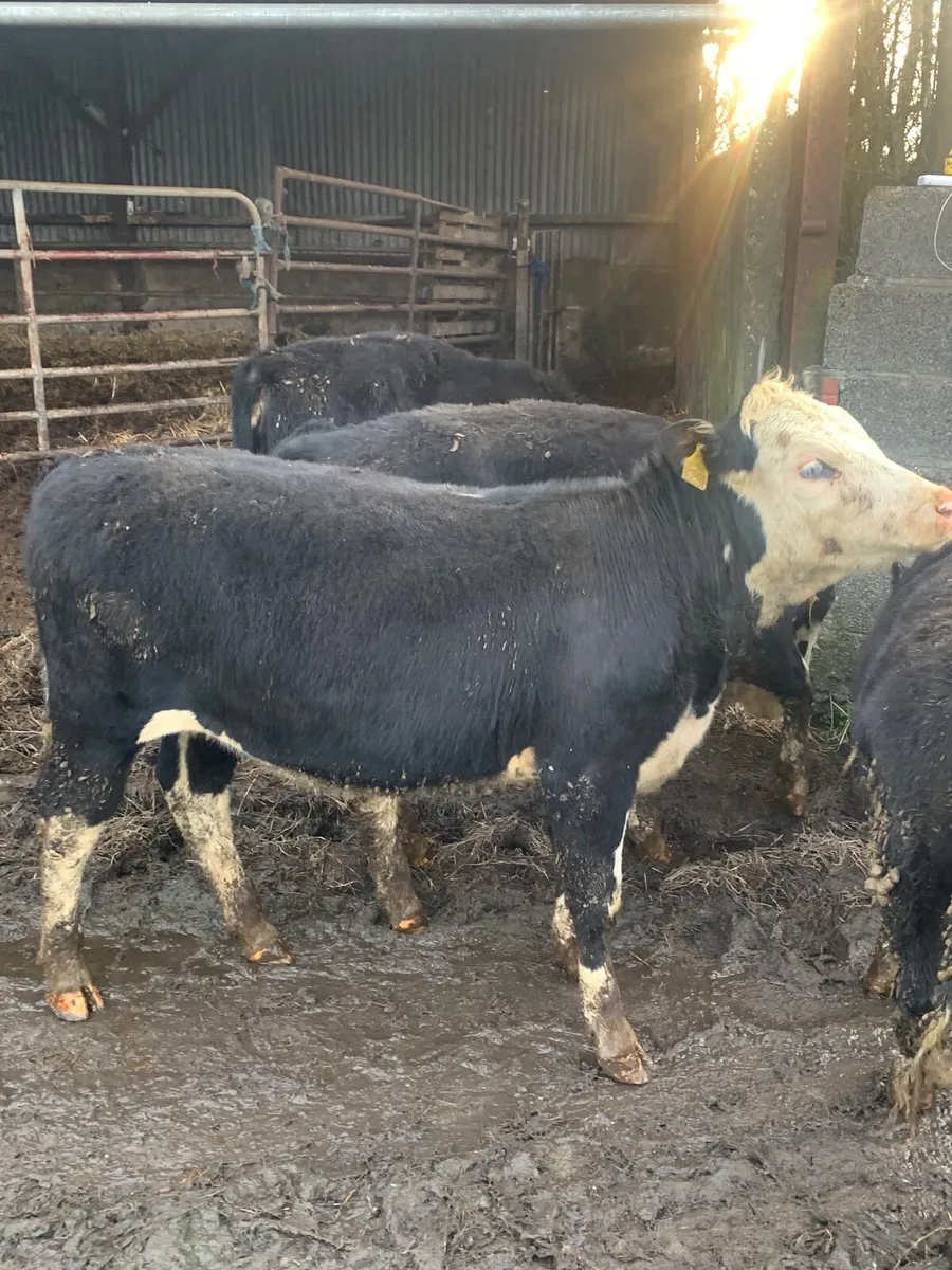 5 Whitehead Heifers for sale - Image 3