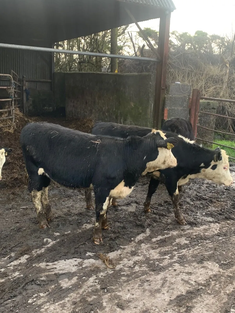 5 Whitehead Heifers for sale - Image 4