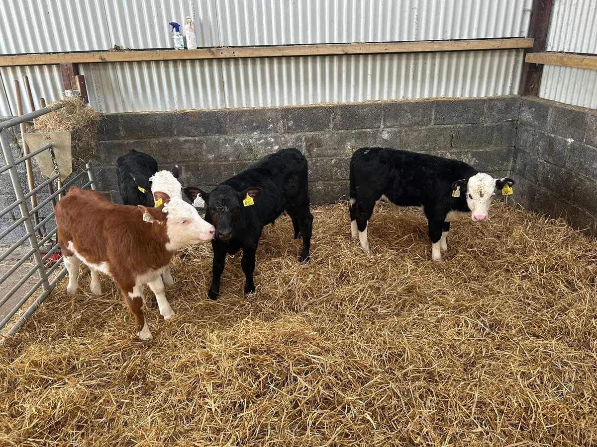 Reared Whitehead Bull - Image 1