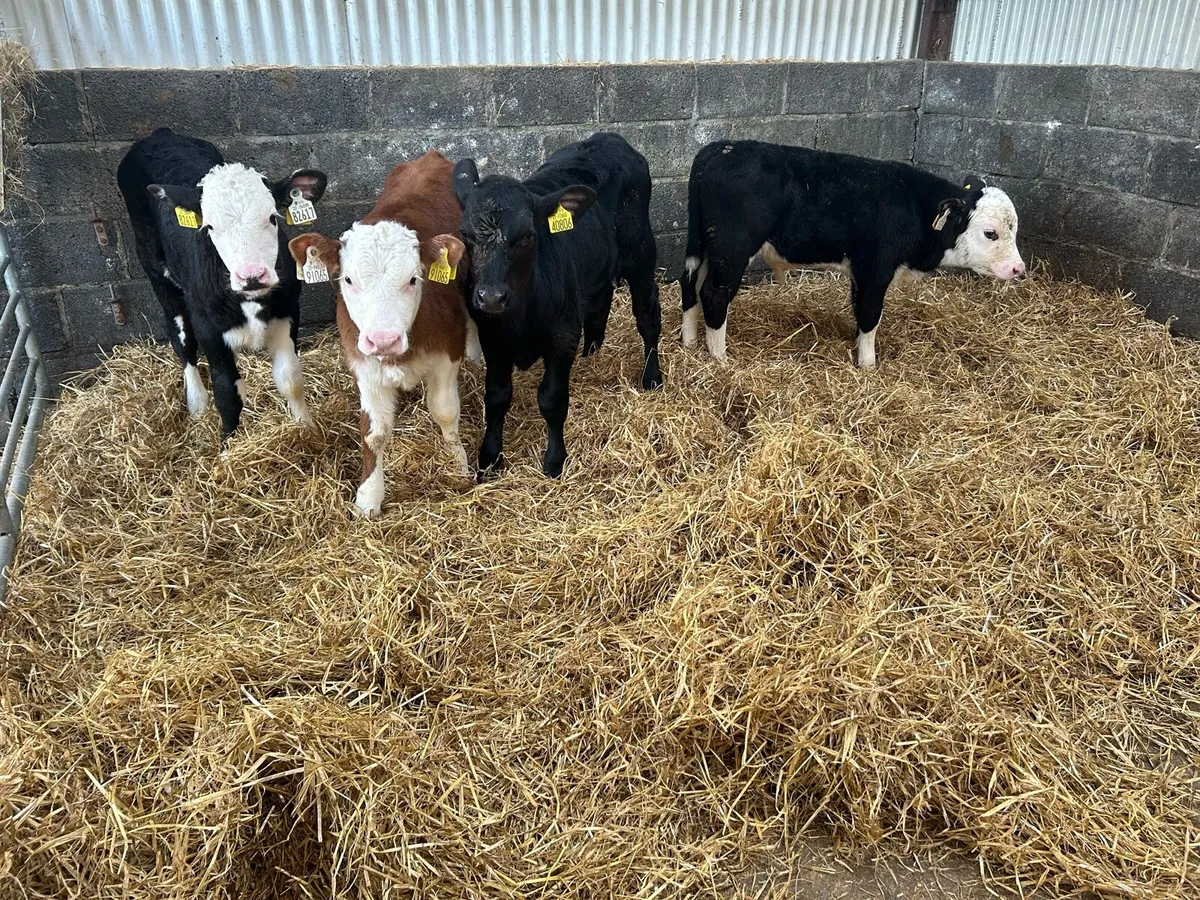 Reared Whitehead Bull - Image 4