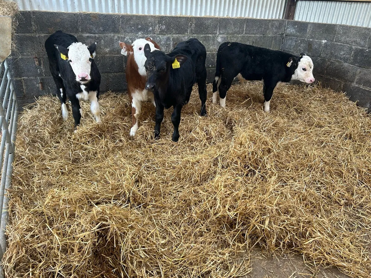 Reared Whitehead Bull - Image 3