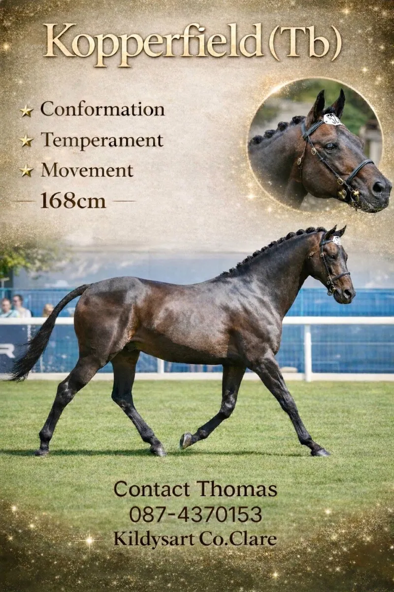 Kopperfield (TB) At Stud - Image 1
