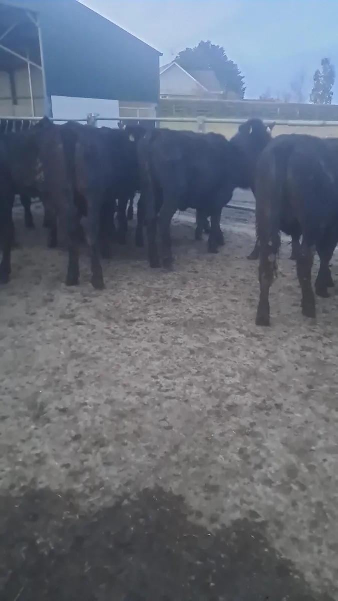 Angus bullocks - Image 1