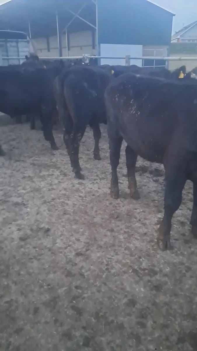 Angus bullocks - Image 2