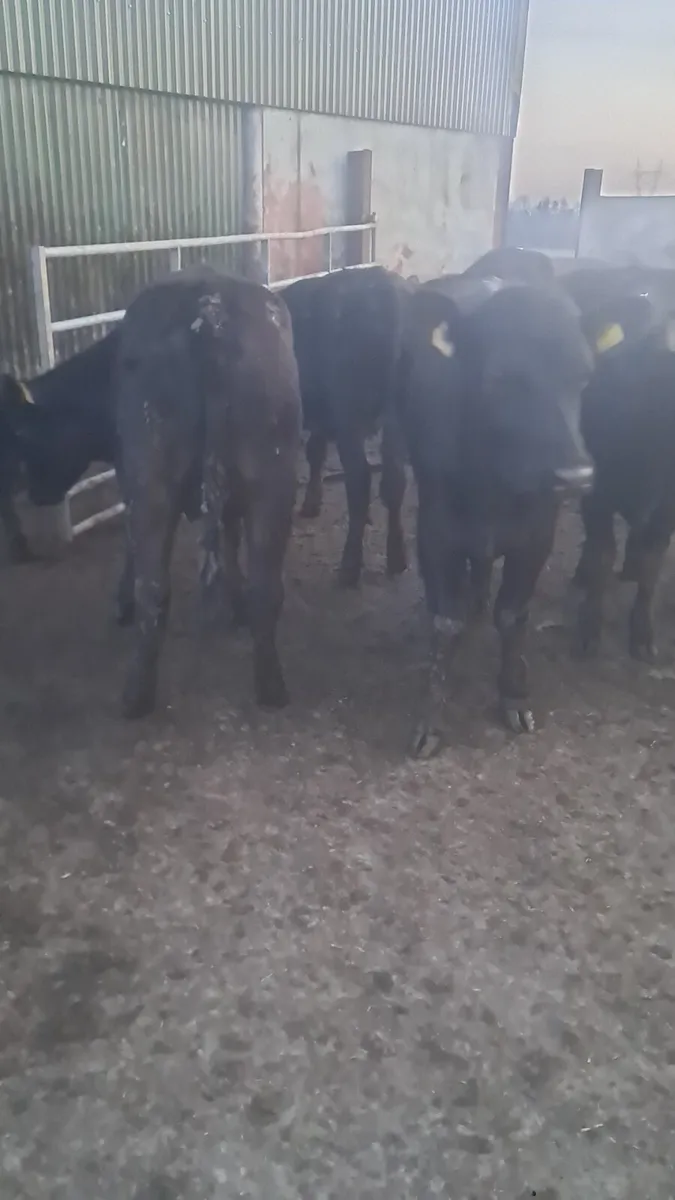 Angus bullocks - Image 4