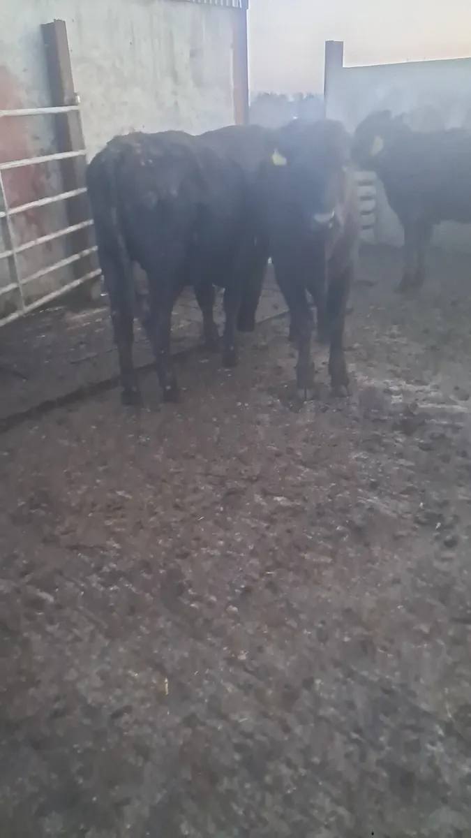 Angus bullocks - Image 3