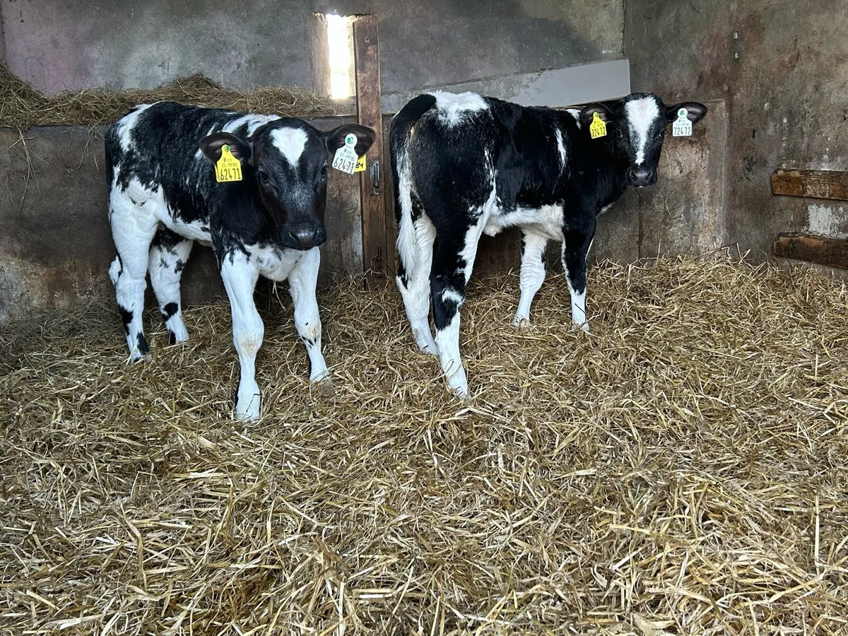 Reared Belgium Blue Heifers - Image 1