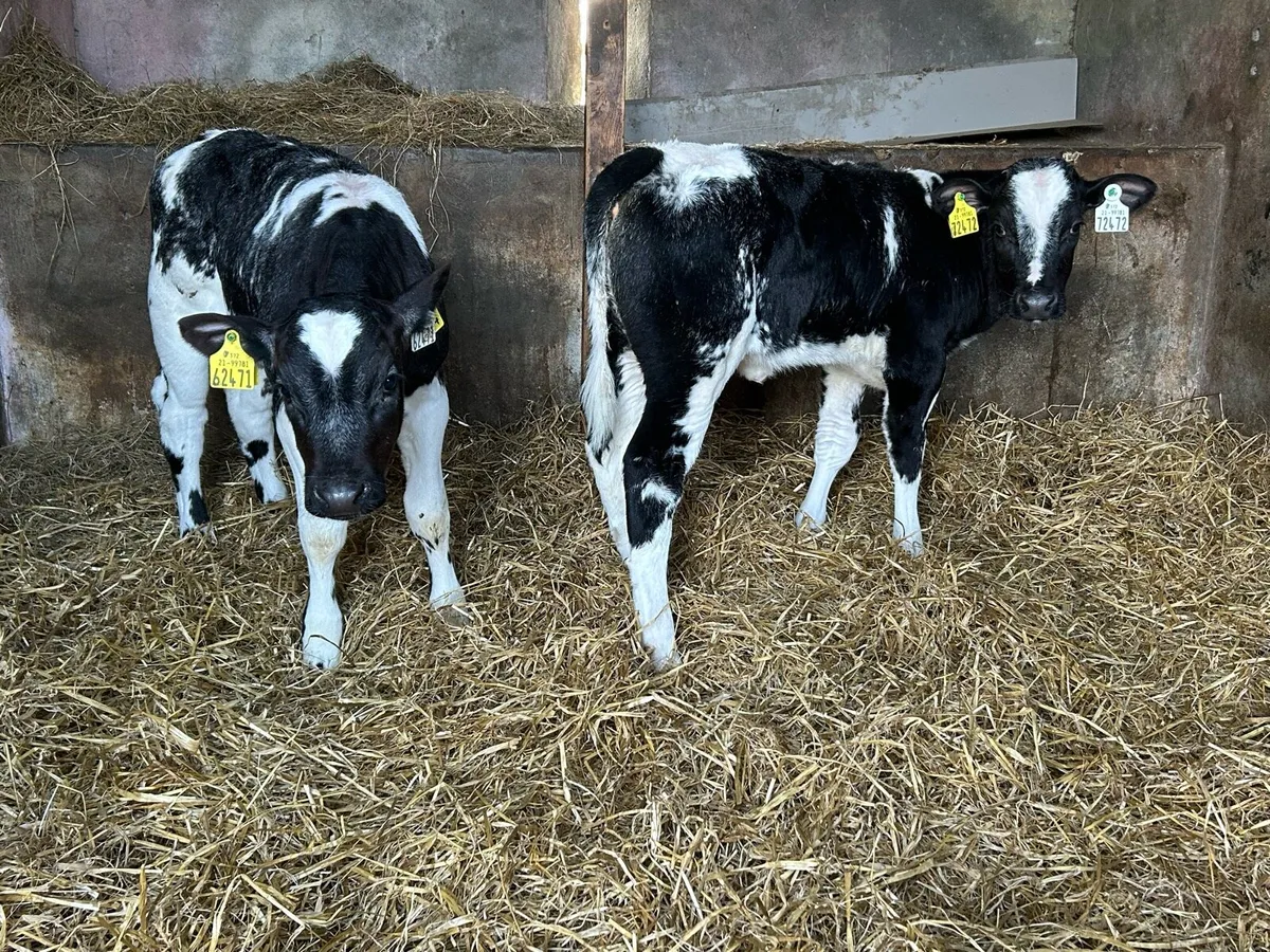 Reared Belgium Blue Heifers - Image 2