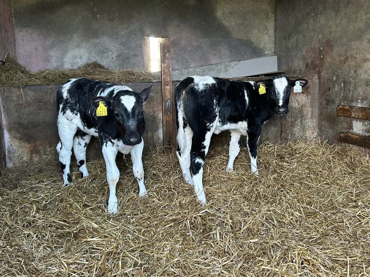 Reared Belgium Blue Heifers - Image 4