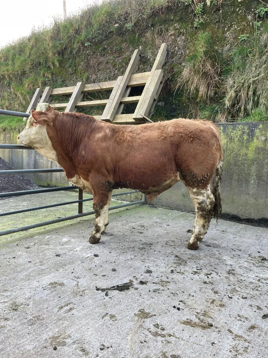 Simmential Bull - Image 1