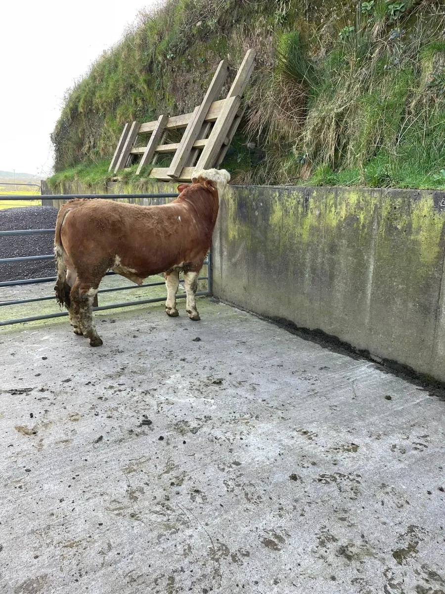 Simmential Bull - Image 3