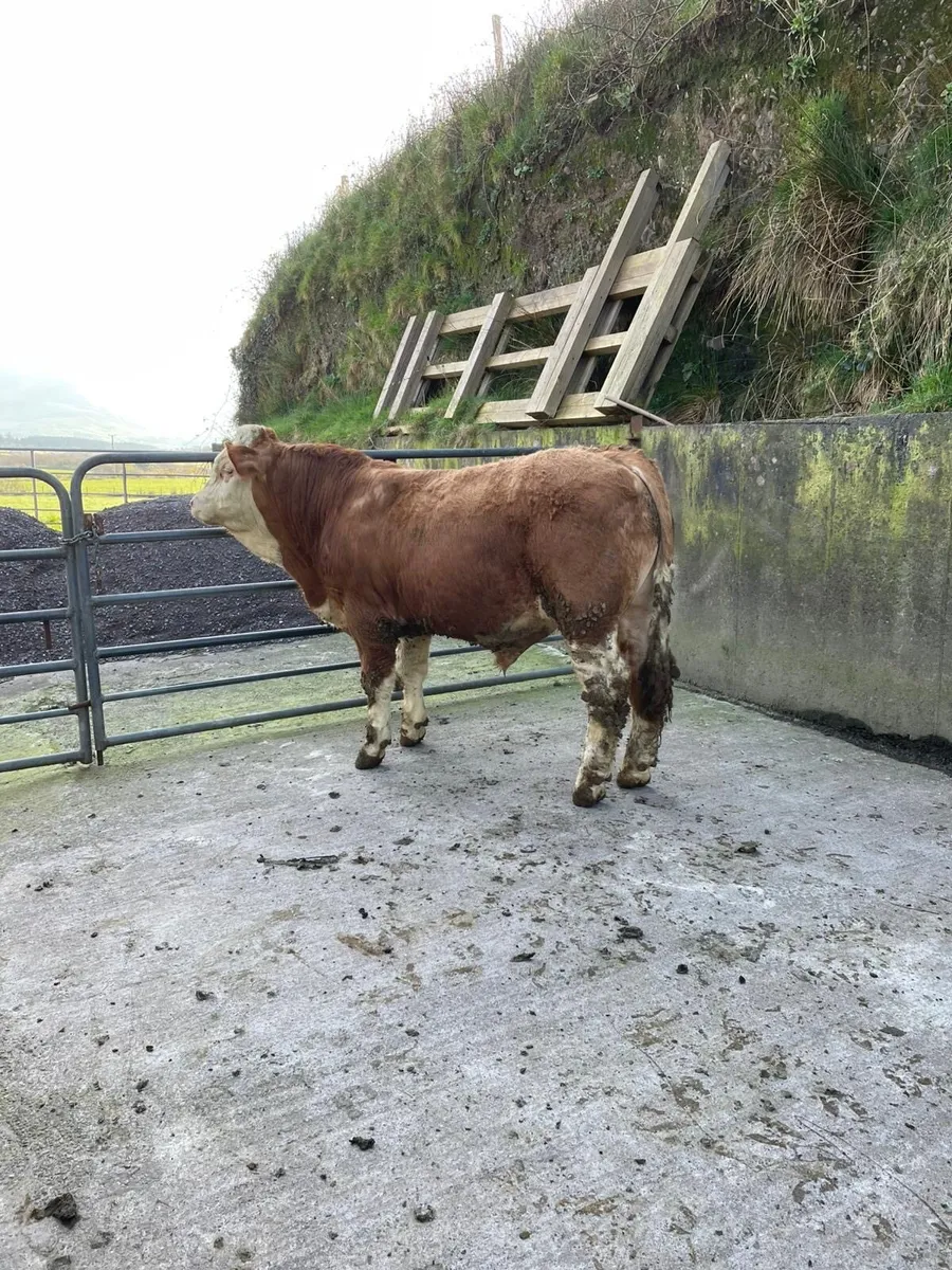 Simmential Bull - Image 2