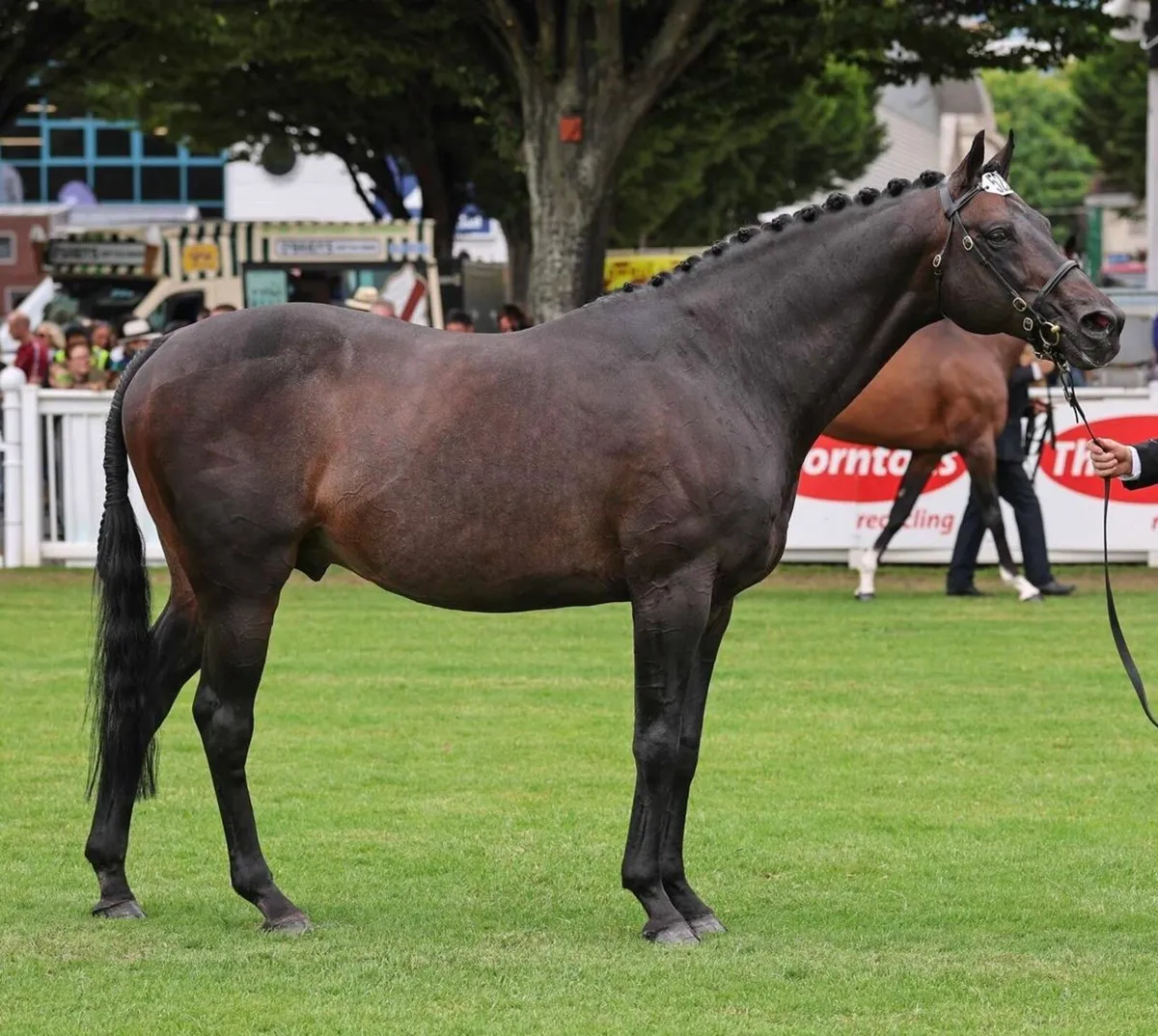 Kopperfield (TB) At Stud - Image 2