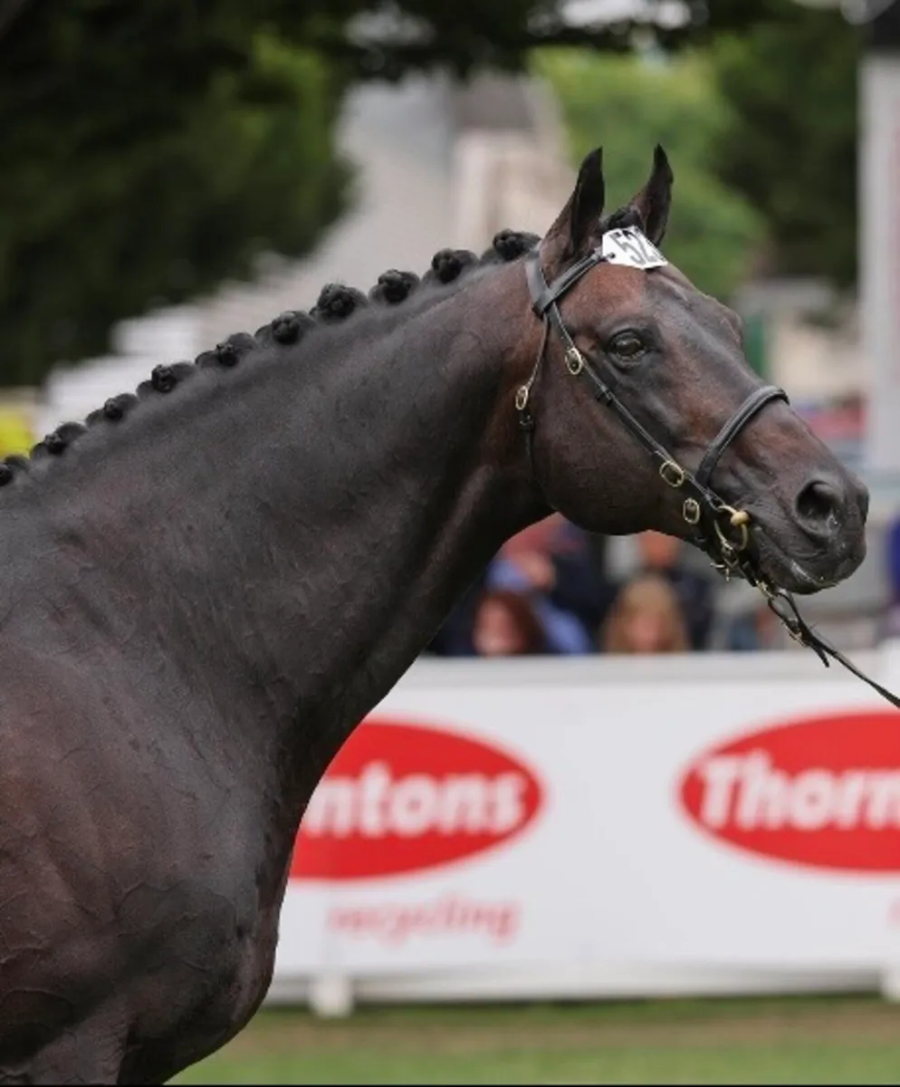 Kopperfield (TB) At Stud - Image 3