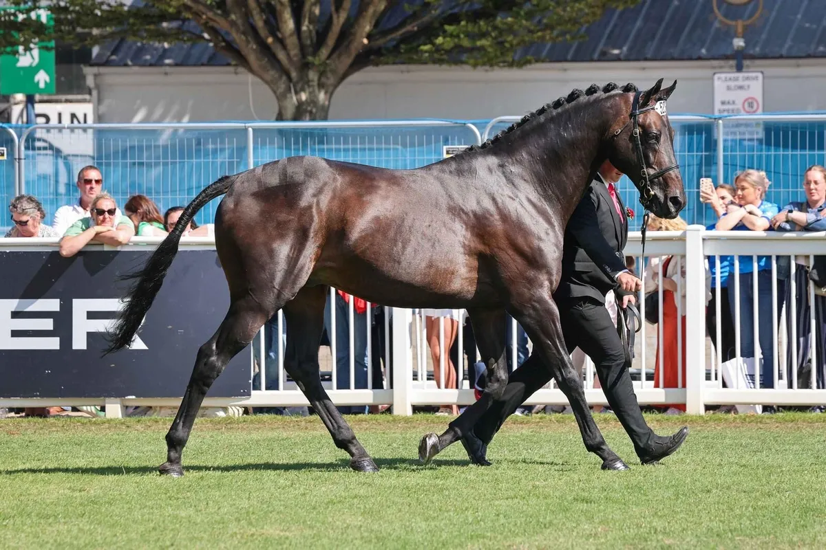 Kopperfield (TB) At Stud - Image 4