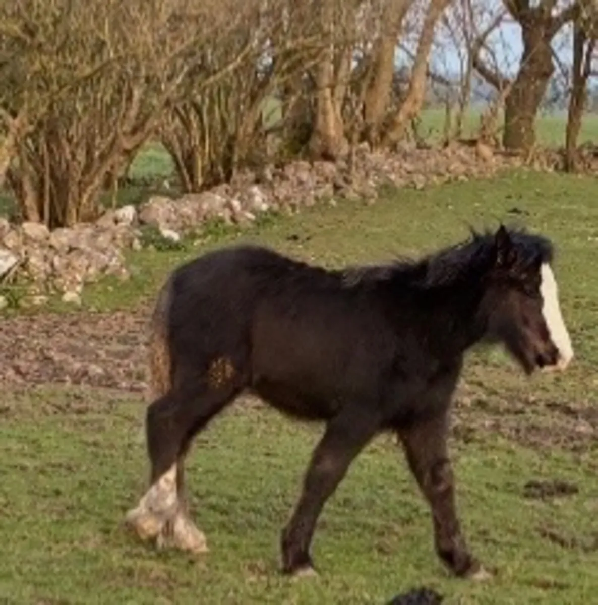 Colt yearlings - Image 2