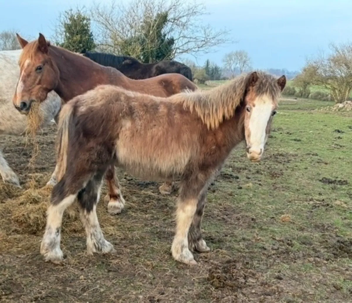 Colt yearlings - Image 1