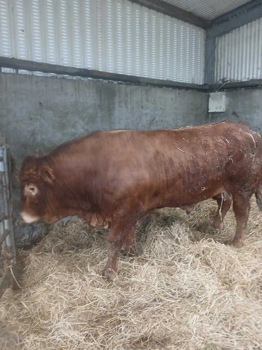 Limousin bull - Image 3
