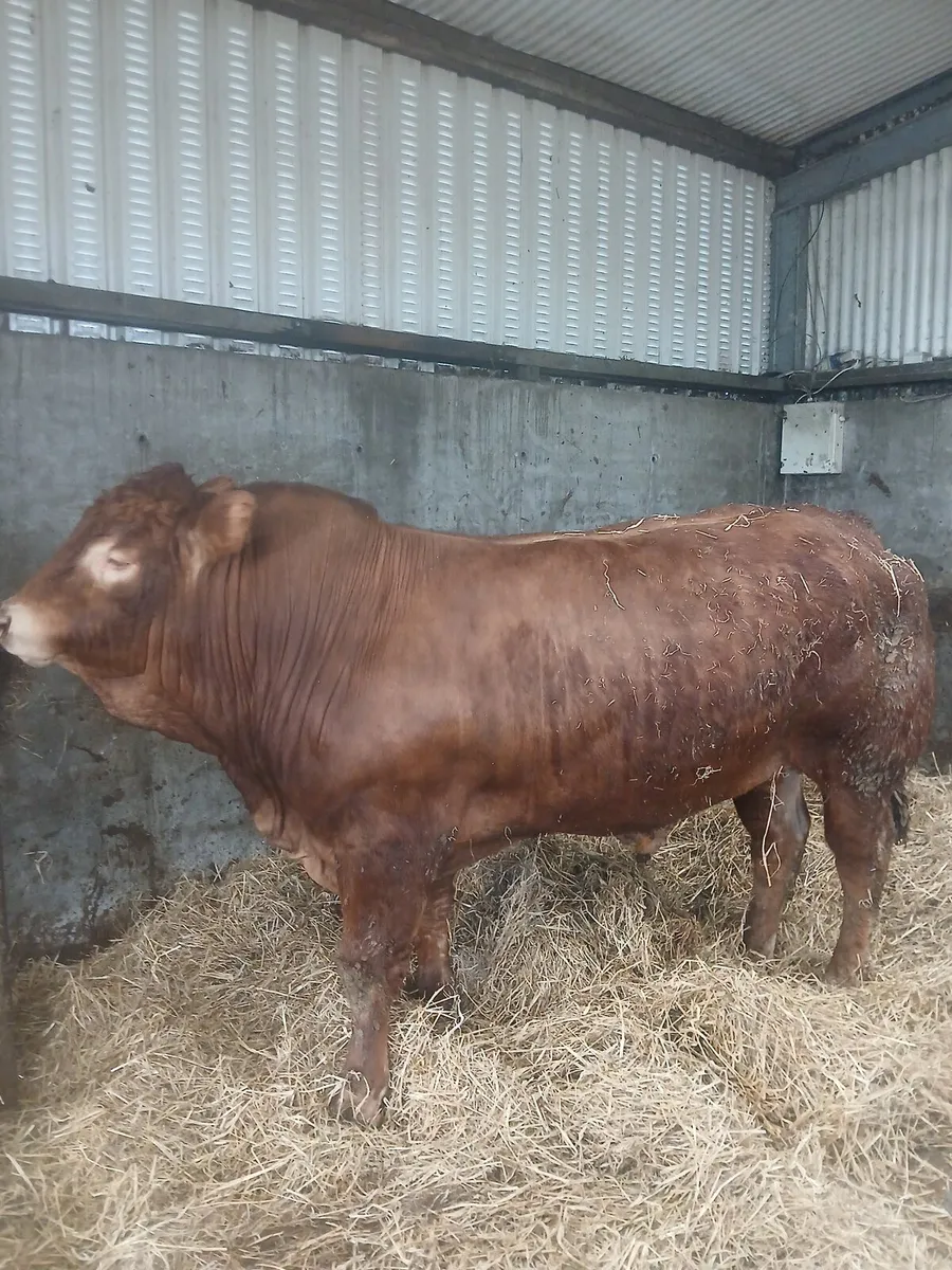 Limousin bull - Image 4