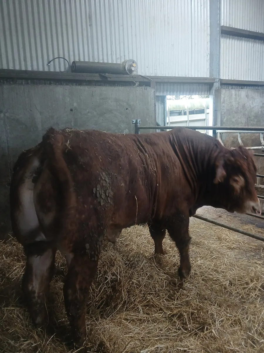 Limousin bull - Image 1