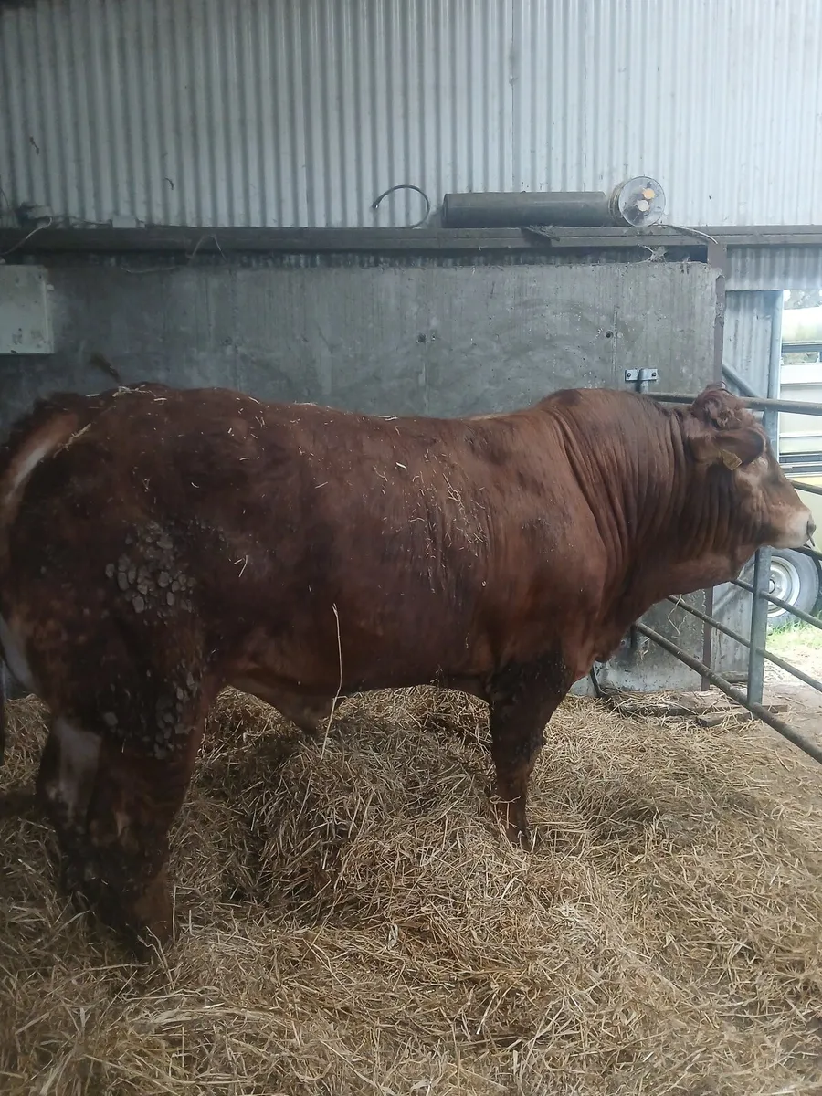 Limousin bull - Image 2