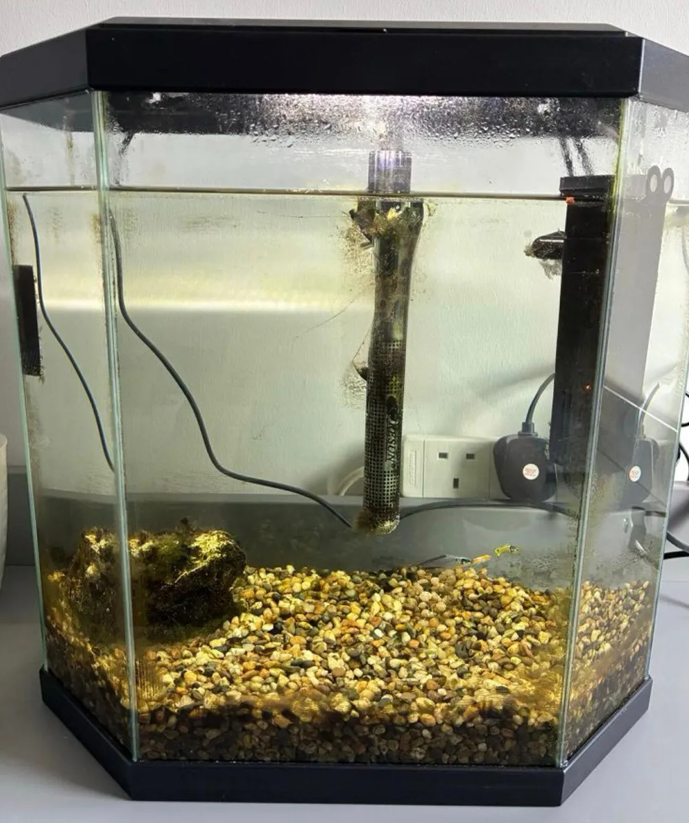 Fish tank with complete set up