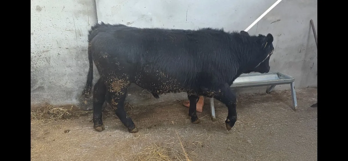 Pedigree Angus Bulls - Image 2