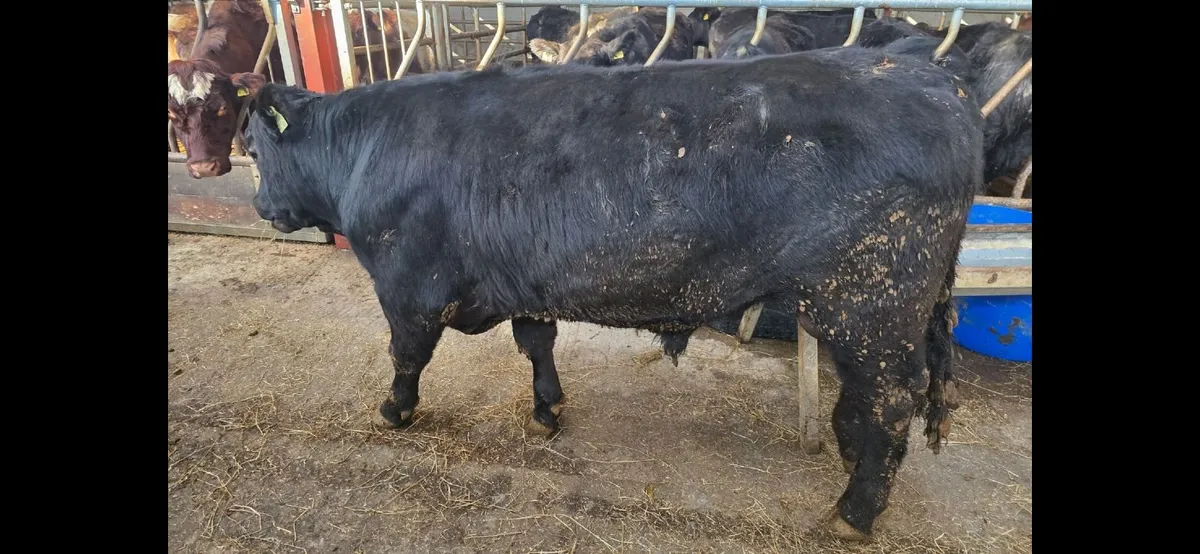 Pedigree Angus Bulls - Image 3