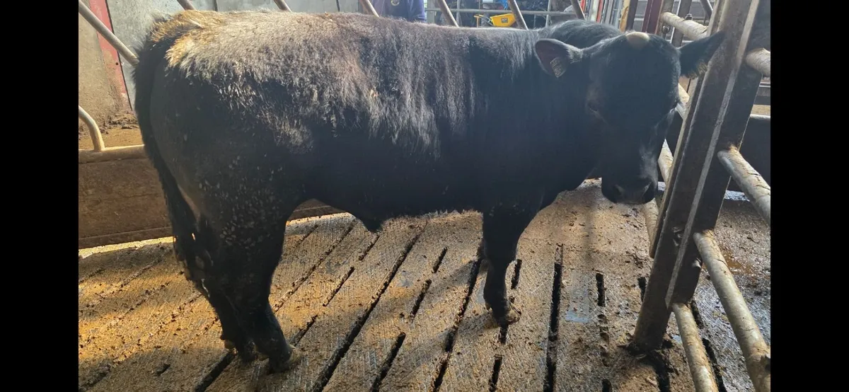 Pedigree Angus Bulls - Image 4