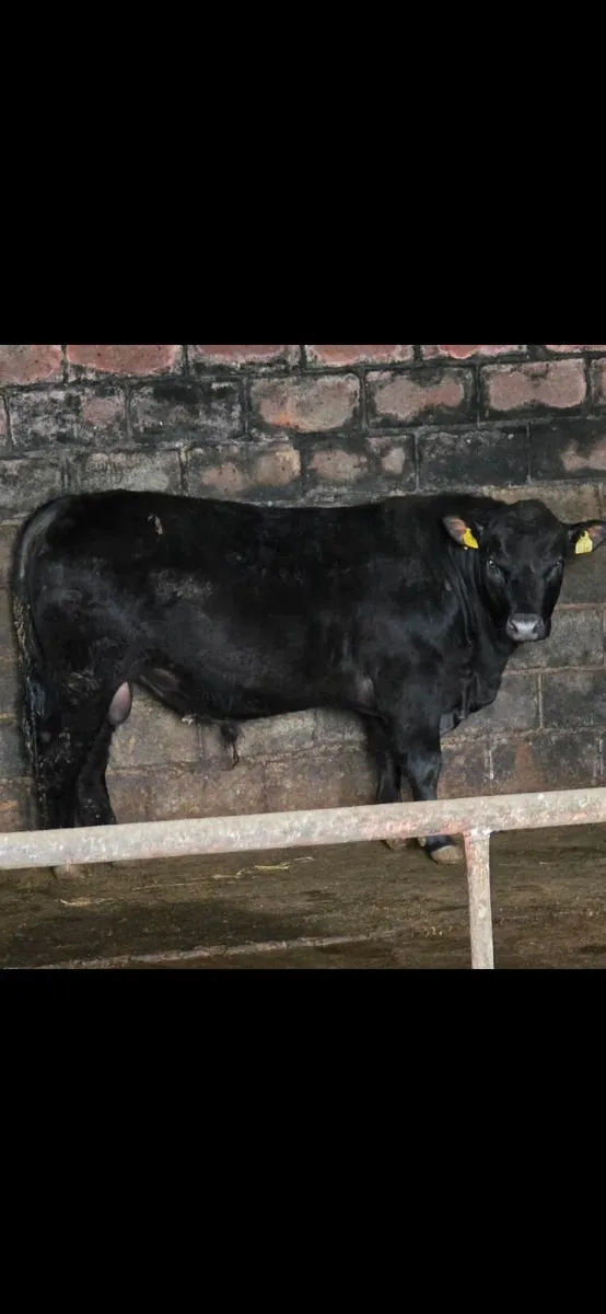 Pedigree Angus Bulls - Image 1