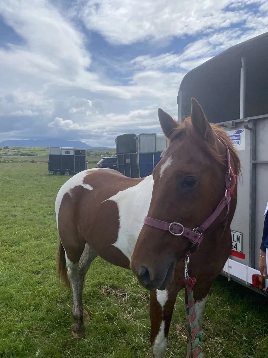 ⭐️Horse⭐️ - Image 4