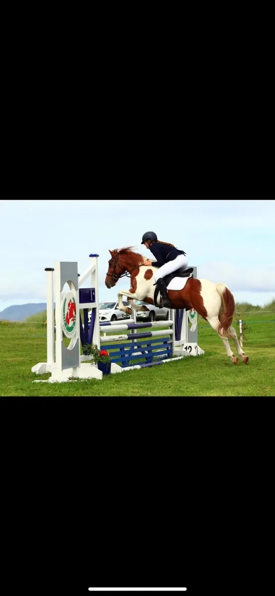 ⭐️Horse⭐️ - Image 3