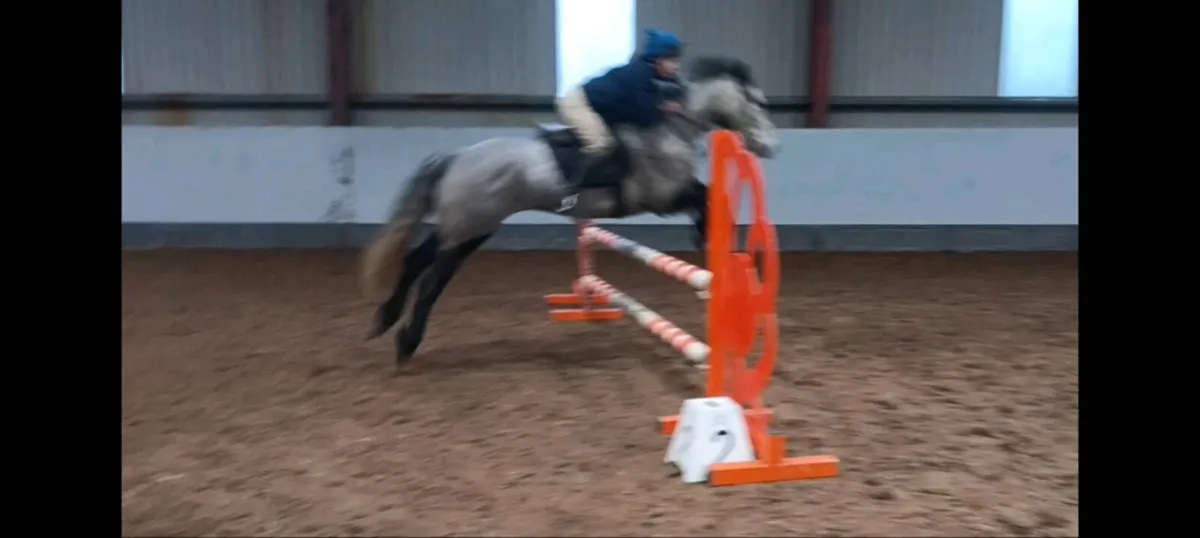 Connemara  pony - Image 2