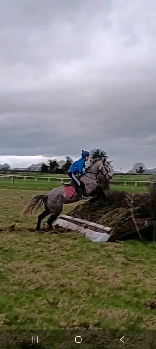 Connemara  pony - Image 3