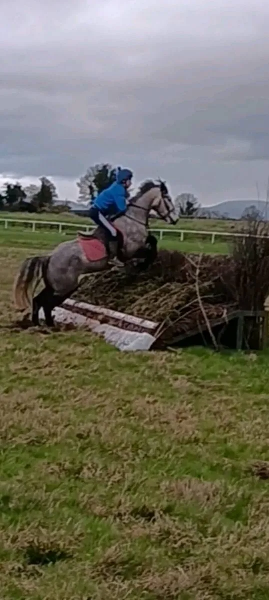 Connemara  pony - Image 4