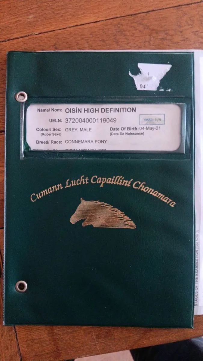 Connemara  pony - Image 1