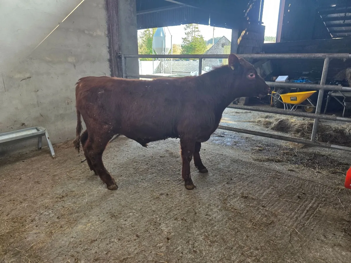 Pedigree Shorthorn Bulls - Image 3