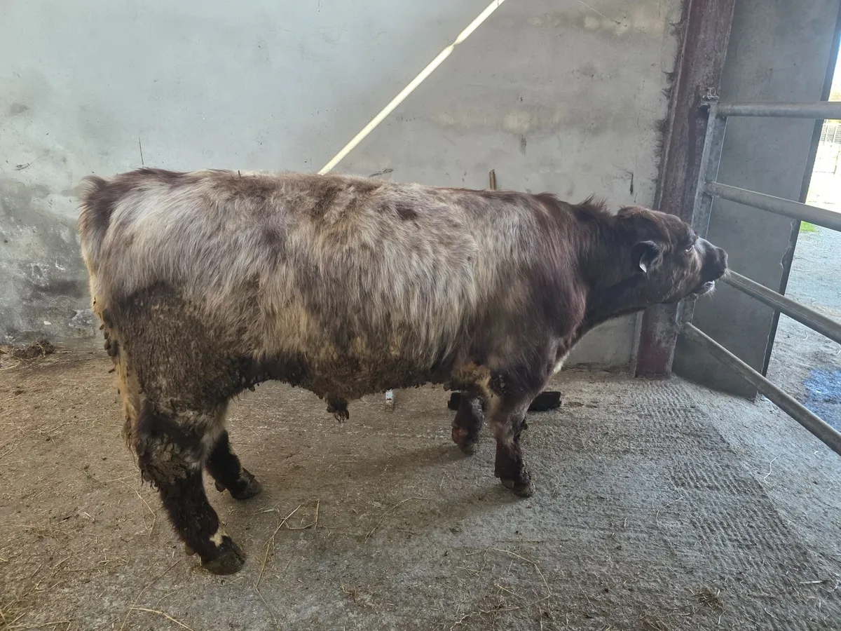 Pedigree Shorthorn Bulls - Image 4