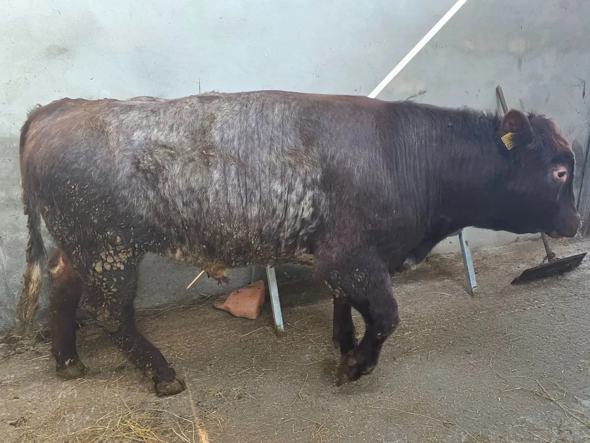 Pedigree Shorthorn Bulls - Image 1