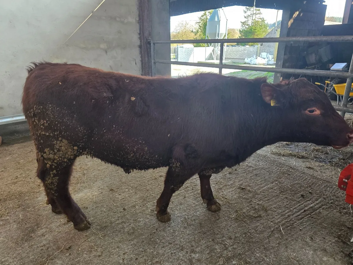 Pedigree Shorthorn Bulls - Image 2