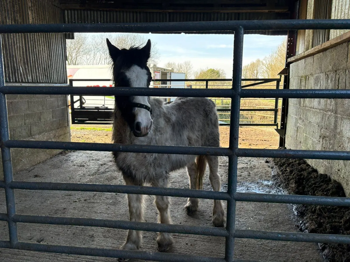 Rising 2 Yr old coloured colt - Image 1